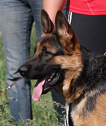 Вальтер от Софии - Лучший щенок
    на моно 6.09.2009 г. в Саратове