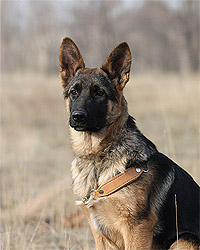 Nicol ot Sofii.
    Николь от Софии. 15 ноября 2009 г.