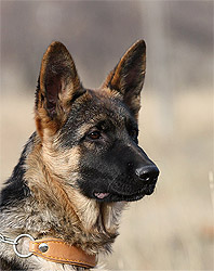 Nicol ot Sofii.
    Николь от Софии. 15 ноября 2009 г.