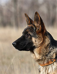 Nicol ot Sofii.
    Николь от Софии. 15 ноября 2009 г.