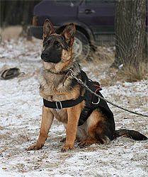 Nicol ot Sofii. 5,5 months.
    Николь от Софии. 12 декабря 2009 г.
