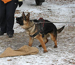 Nicol ot Sofii. 5,5 months.
    Николь от Софии. 12 декабря 2009 г.