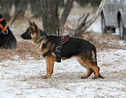 Nicol ot Sofii. 5,5 months.
    Николь от Софии. 12 декабря 2009 г.