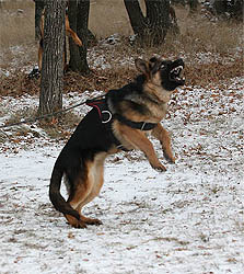 Nicol ot Sofii. 5,5 months.
    Николь от Софии. 12 декабря 2009 г.