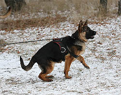 Nicol ot Sofii. 5,5 months.
    Николь от Софии. 12 декабря 2009 г.