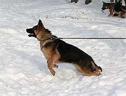 Nicol ot Sofii.
    Николь от Софии. 19.12.2009 г. Второе занятие.